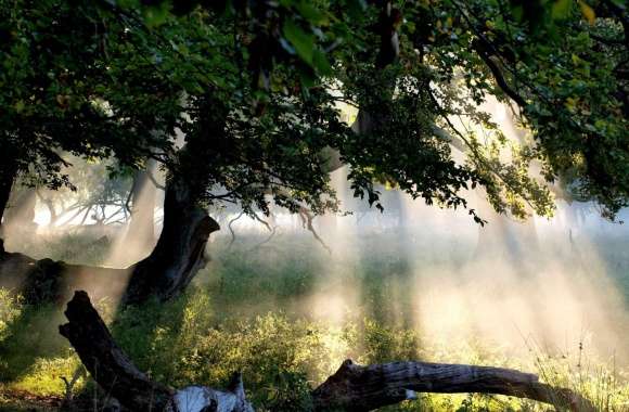 Sunlight Through Tree