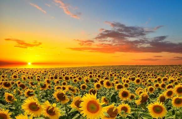 Sunset Over Sunflowers Field