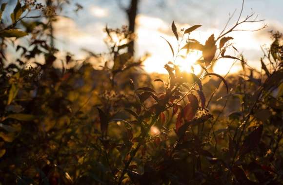 Sunset Through Leafs wallpapers hd quality