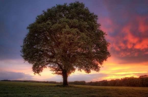 Sunset Tree