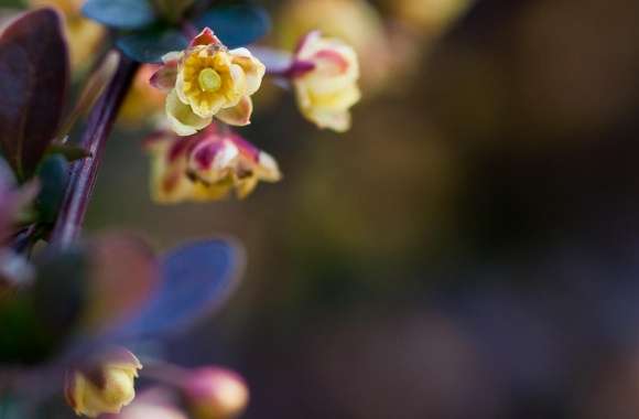 Tiny Flowers Macro