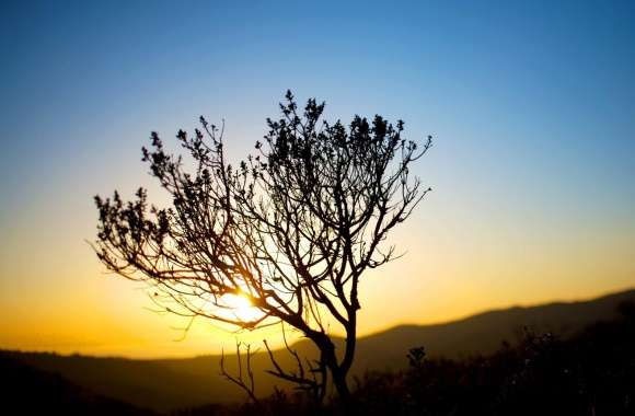 Tree Silhouette, Sunrise