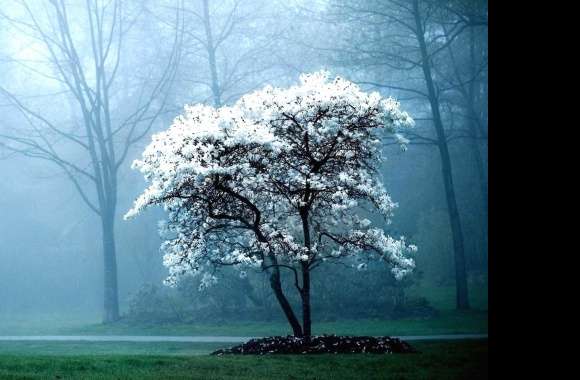 Tree with white flowers