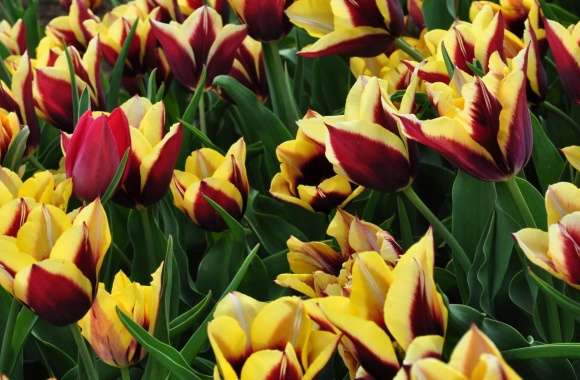 Tulips Plantation