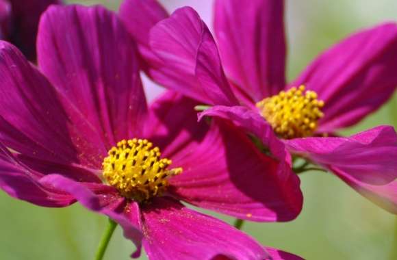 Two Cosmos Flowers