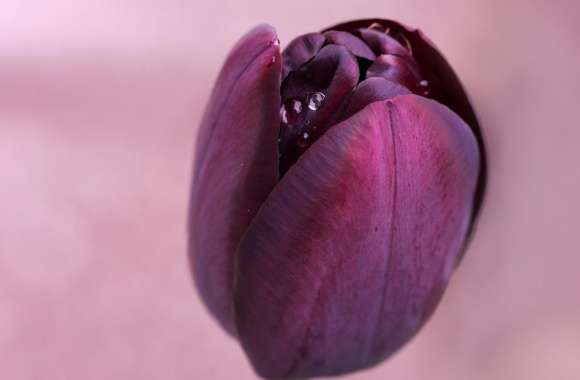 Water Drops On A Burgundy Tulip