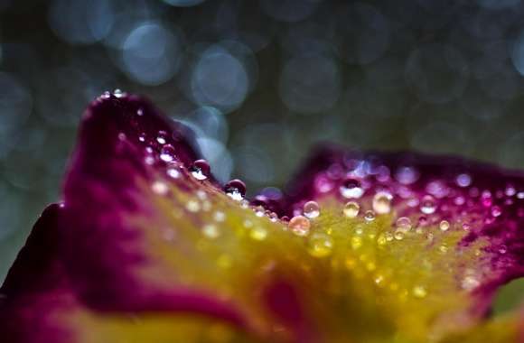 Water Drops On A Flower