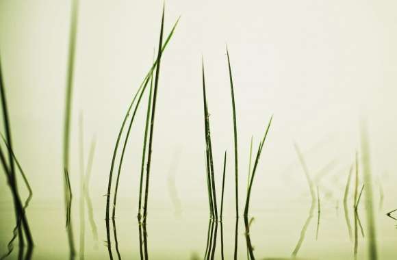 Water Grass wallpapers hd quality