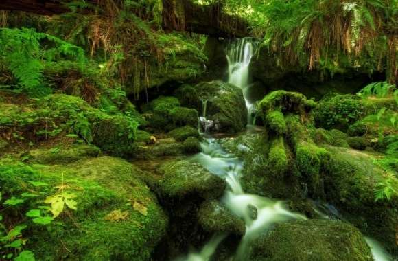 Waterfall Ferns Moss