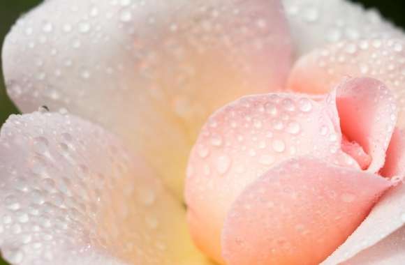 Wet Light Pink Rose