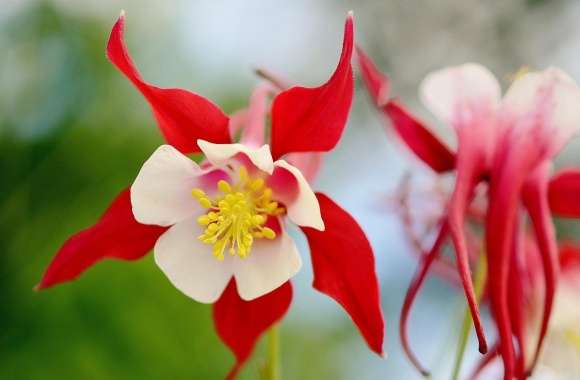 White and Red Flower