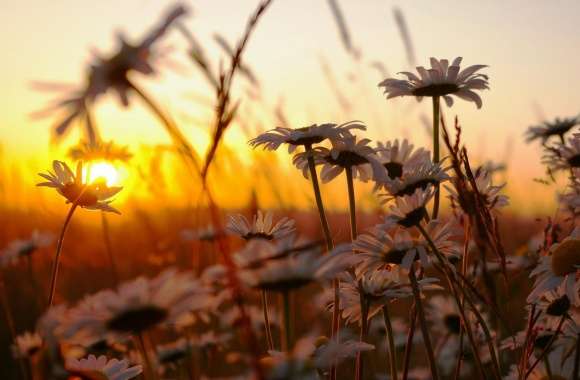 White Daisies Filed