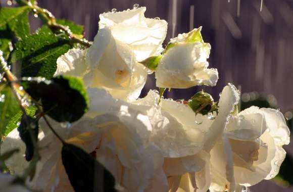 White Roses In The Rain