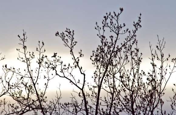 Winter Trees Branches