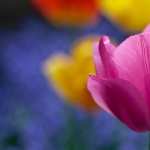 Colorful Flowers free wallpapers