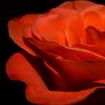 Orange Rose high quality wallpapers