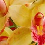 Orchid Flower new photos