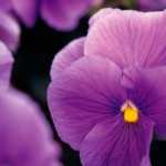 Purple Pansies widescreen