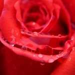 Red Rose Flower high quality wallpapers