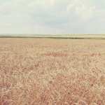 Ripe Wheat Field wallpapers for desktop