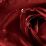 Scarlet Rose desktop