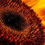 Sunflower Macro PC wallpapers