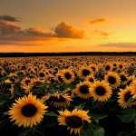 Sunflowers free
