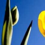 Yellow Tulip hd
