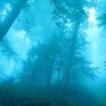 Foggy Forest 1080p