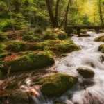 Forest Stream high quality wallpapers