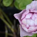 Purple Rose photos