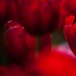 Red Tulips wallpapers hd