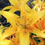 Yellow Lilies new wallpapers