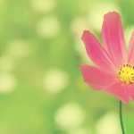 Pink Flower PC wallpapers
