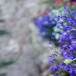 Purple Flowers hd