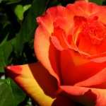 Orange Rose widescreen