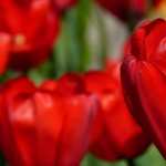 Red Tulips 1080p