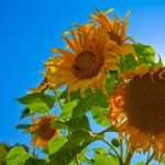 Sunflowers free wallpapers