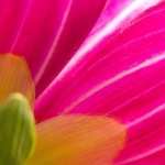 Pink Flower high definition wallpapers