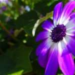 Purple Flowers free download