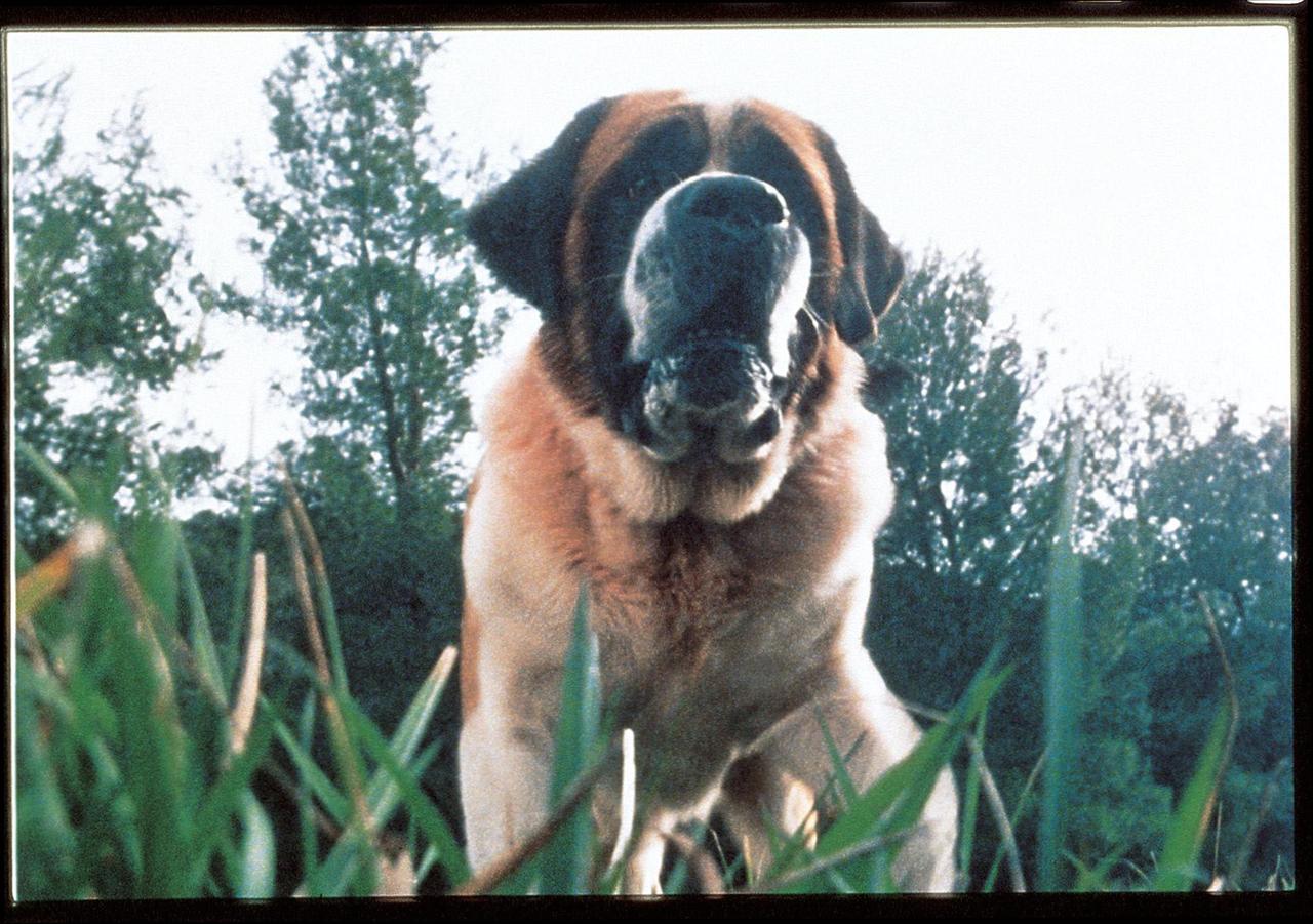 Cujo at 1024 x 768 size wallpapers HD quality
