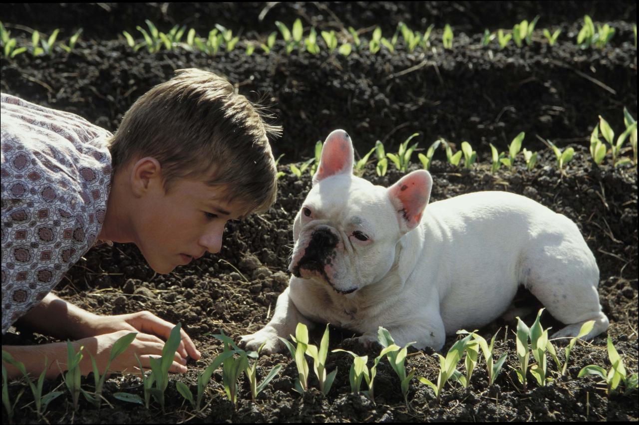Secondhand Lions at 2048 x 2048 iPad size wallpapers HD quality