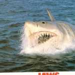 Jaws The Revenge 1080p