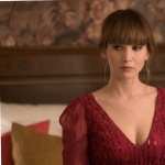 Red Sparrow hd wallpaper