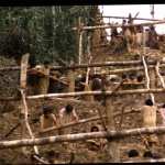 Fitzcarraldo images