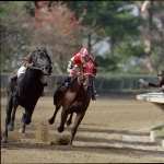 Seabiscuit high definition wallpapers