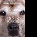 A Dogs Purpose new wallpapers