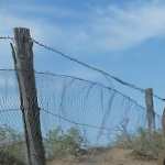 Rabbit-Proof Fence free