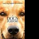 A Dogs Purpose images