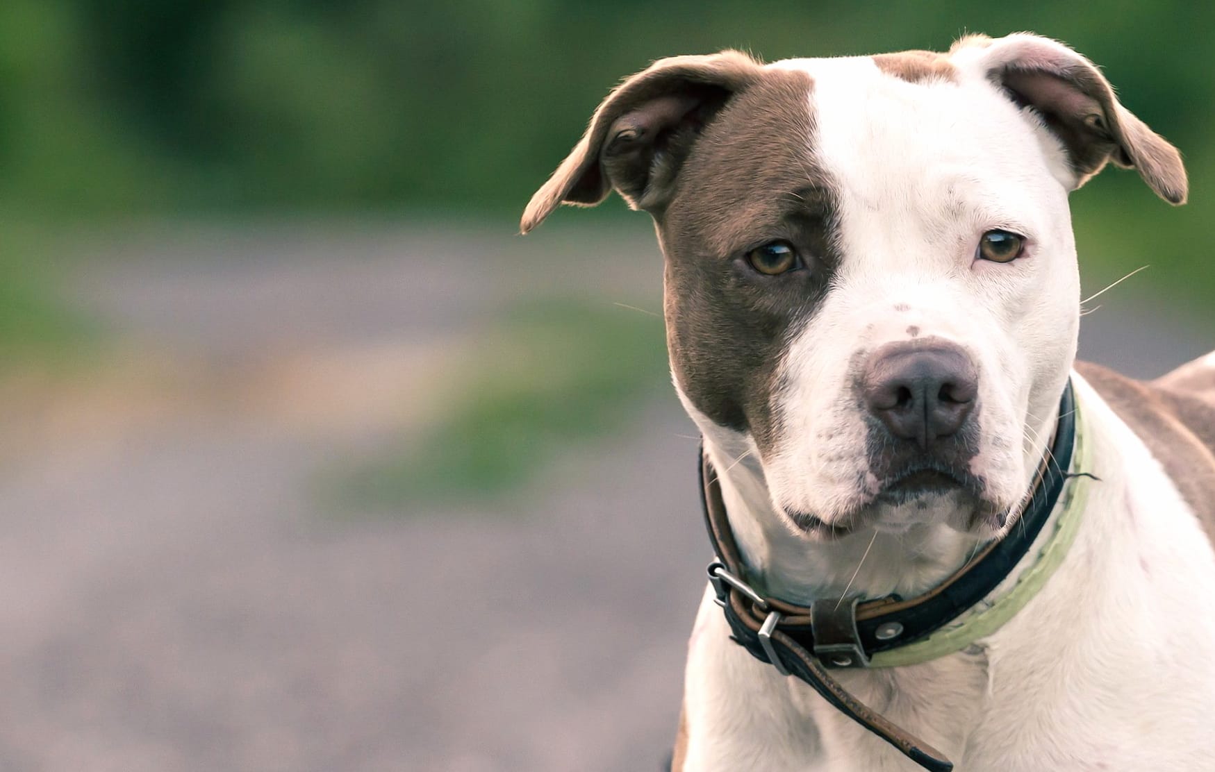 American Pit Bull Terrier at 1152 x 864 size wallpapers HD quality